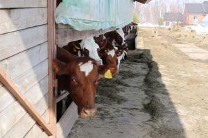 На 4,6% увеличился объем реализации молока в сельхозорганизациях России .
