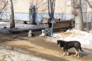 Щекинцы напуганы обилием бродячих собак в городе.